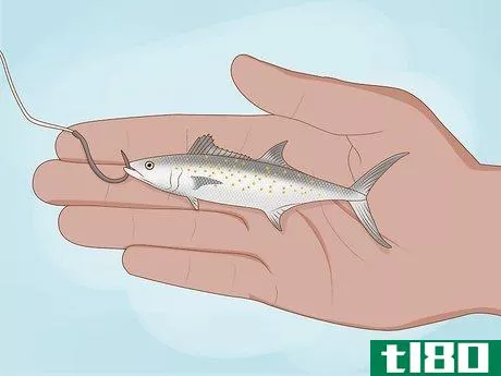 Image titled Fish for Squid Step 3