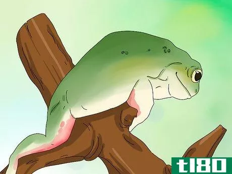 如何诊断你的树蛙的疾病(diagnose your tree frog's illness)