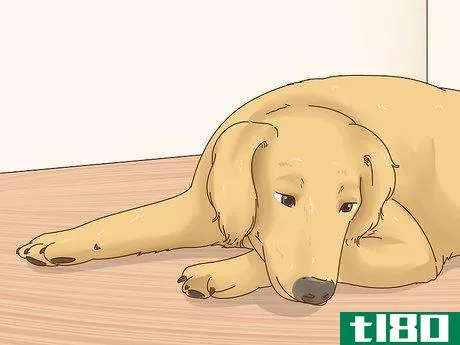 Image titled Diagnose Arthritis in Dogs Step 7