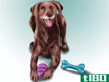 Image titled Encourage Your Senior Dog to Play Step 4