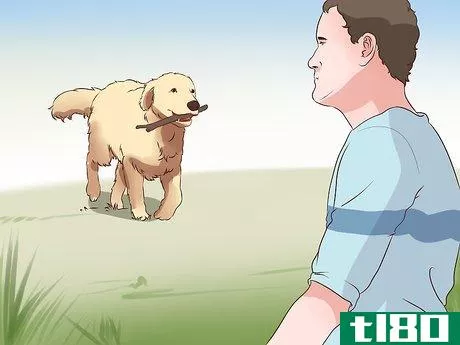 Image titled Exercise With Your Dog Step 5