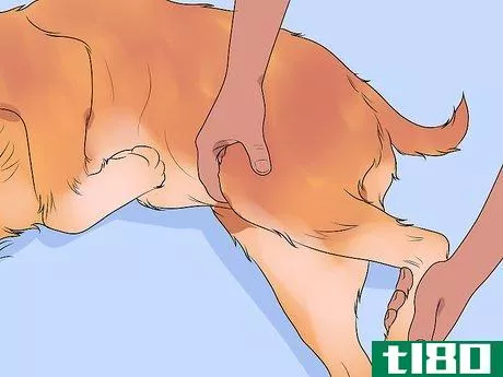 Image titled File a Dog's Nails Step 14
