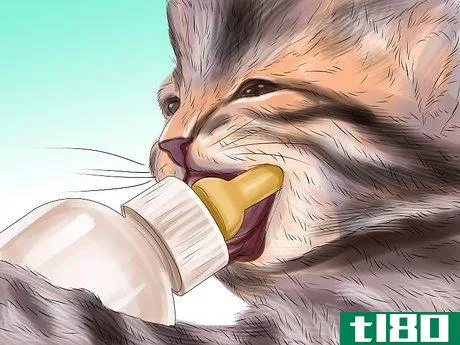 Image titled Feed Newborn Kittens Commercial Milk Replacer Step 11