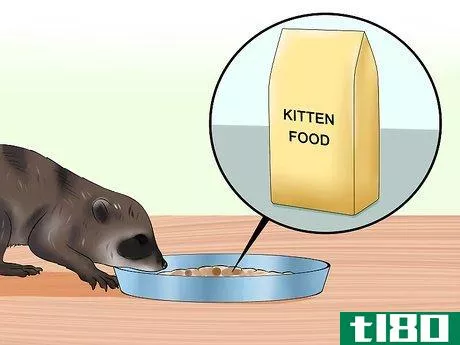 Image titled Feed a Baby Raccoon Step 12