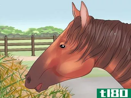 Image titled Feed a Starving Horse Step 11