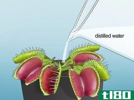 Image titled Feed Carnivorous Plants Step 7