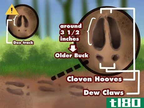 Image titled Find Deer Step 8