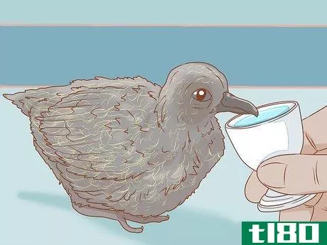 Image titled Feed a Baby Pigeon Step 10