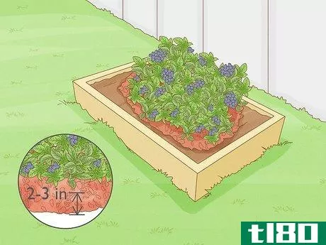 Image titled Fertilize Blueberries Step 6