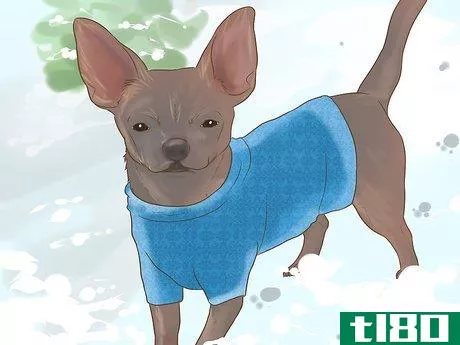 如何给狗穿上雪衣(dress a dog for snow)