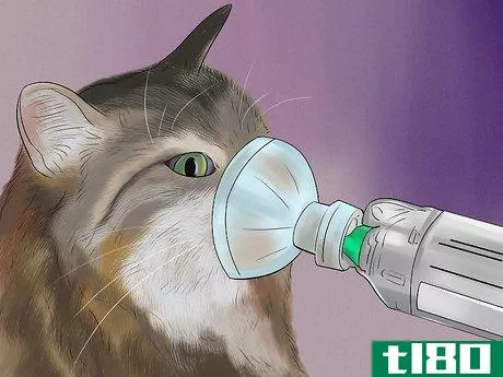 Image titled Diagnose and Treat Feline Bronchitis Step 7