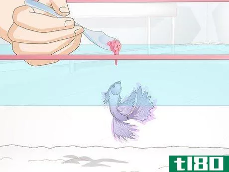 Image titled Feed a Betta Fish Step 8