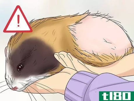Image titled Diagnose and Treat Tumors in Guinea Pigs Step 3