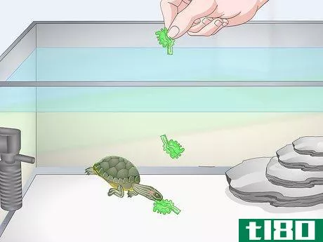 Image titled Feed a Red‐Eared Slider Turtle Step 7
