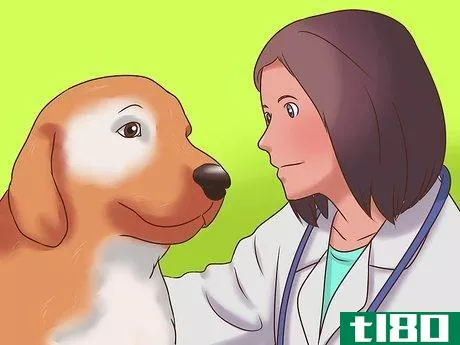 Image titled Detect Canine Hip Dysplasia Step 5