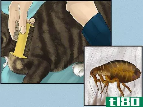 Image titled Diagnose and Treat Flea Allergies in Cats Step 5