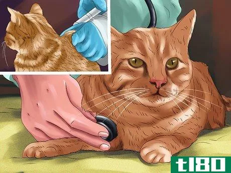 Image titled Detect and Treat Heart Murmurs in Cats Step 1
