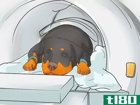 Image titled Diagnose Arthritis in Rottweilers Step 8