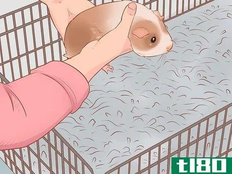 Image titled Diagnose and Treat Urinary Problems in Guinea Pigs Step 10