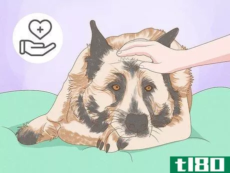 Image titled Detect Skin Cancer in Dogs Step 7