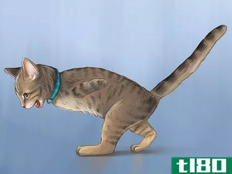 Image titled Diagnose and Treat Ear Infections in Cats Step 4