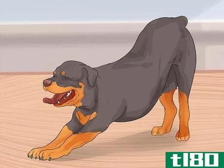 Image titled Diagnose Arthritis in Rottweilers Step 4