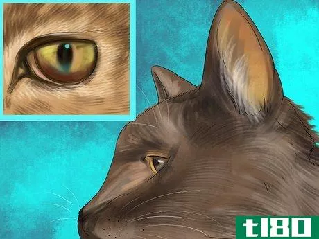 Image titled Diagnose Feline Hepatic Lipidosis Step 2