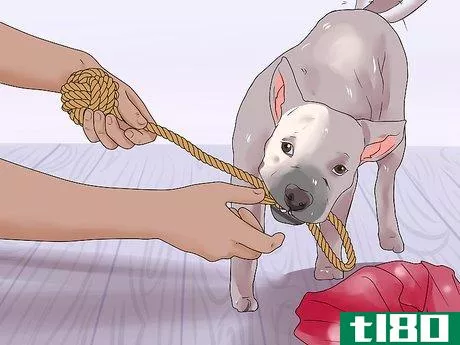 Image titled Fill a Dog's Stocking for Christmas Step 13