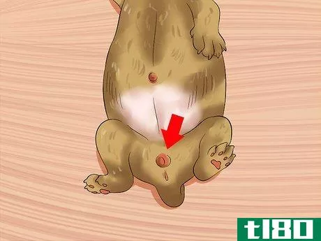 Image titled Determine the Sex of Puppies Step 6