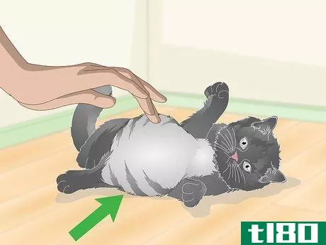 Image titled Eliminate Roundworms in Cats Step 1