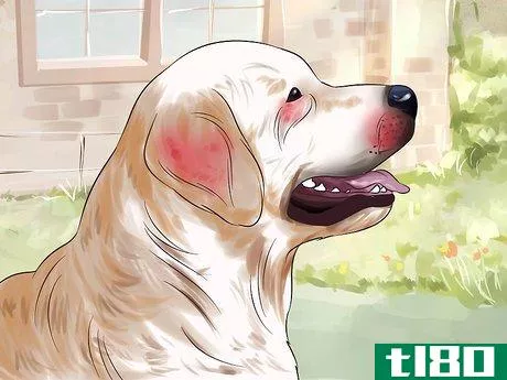 Image titled Diagnose Skin Allergies in Golden Retrievers Step 3