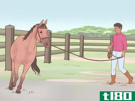 Image titled Find out Why a Horse Is Crow Hopping Step 12