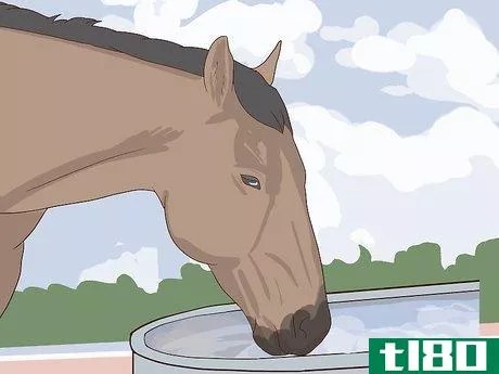 Image titled Diagnose Cushing's Disease in Horses Step 10
