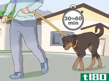如何和你的狗一起锻炼(exercise with your dog)