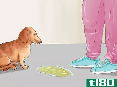 Image titled Get Dog Smell Out of a Basement Step 1