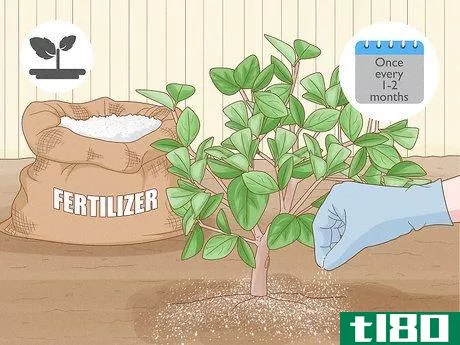 Image titled Fertilize a Citrus Tree Step 1