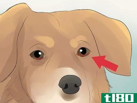 Image titled Diagnose Conjunctivitis in Dogs Step 1