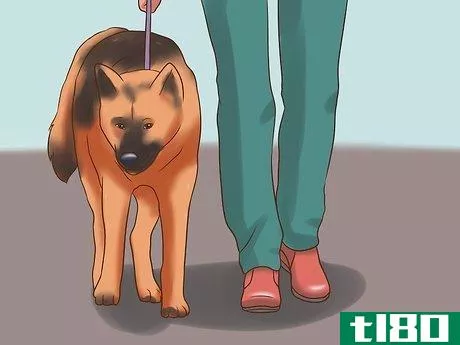Image titled Detect Canine Hip Dysplasia Step 9