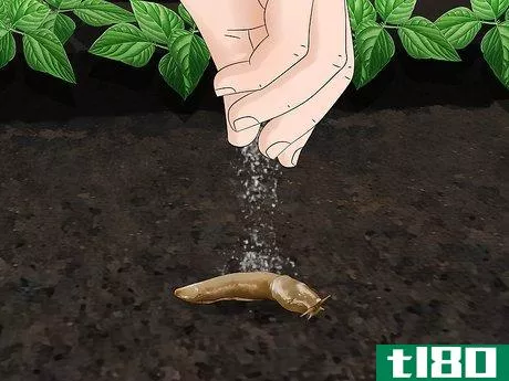 Image titled Does Salt Kill Slugs Step 5