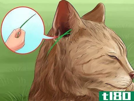 Image titled Diagnose and Treat Ear Infections in Cats Step 12
