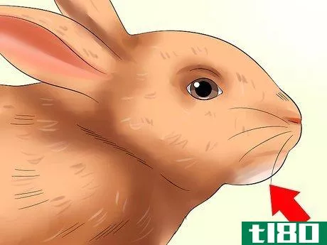 Image titled Diagnose Dental Problems in Rabbits Step 5