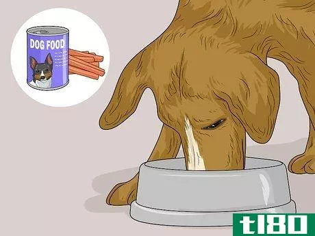 如何喂生病的狗(feed a sick dog)