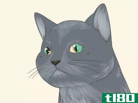 如何猫霍纳综合征的诊断和治疗(diagnose and treat horner's syndrome in cats)