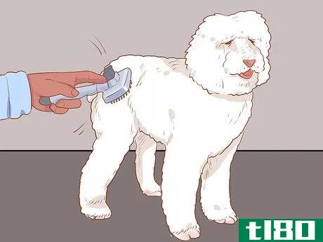 Image titled Full Scissor a Poodle by Hand Step 4
