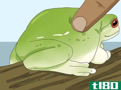 Image titled Diagnose Your Tree Frog's Illness Step 3