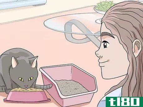 Image titled Feed a Diabetic Cat Step 12