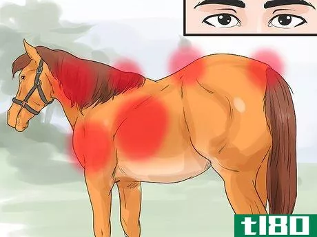 Image titled Do Condition Scoring for Horse Yearlings Step 3