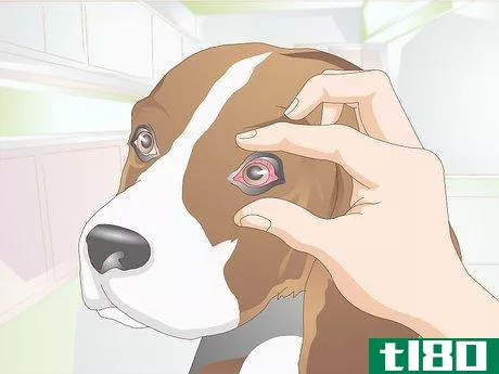 Image titled Diagnose Canine Corneal Ulcers Step 4