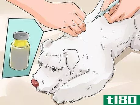 Image titled Diagnose Diabetes in Miniature Schnauzers Step 18