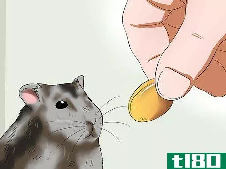 Image titled Feed a Hamster Medicine Step 5